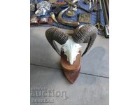 MUFLON HUNTING TROPHY