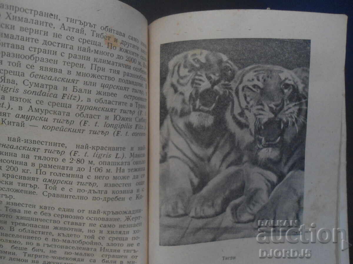 Predatory Animals, Dr. Krastyo Tuleshkov - 5