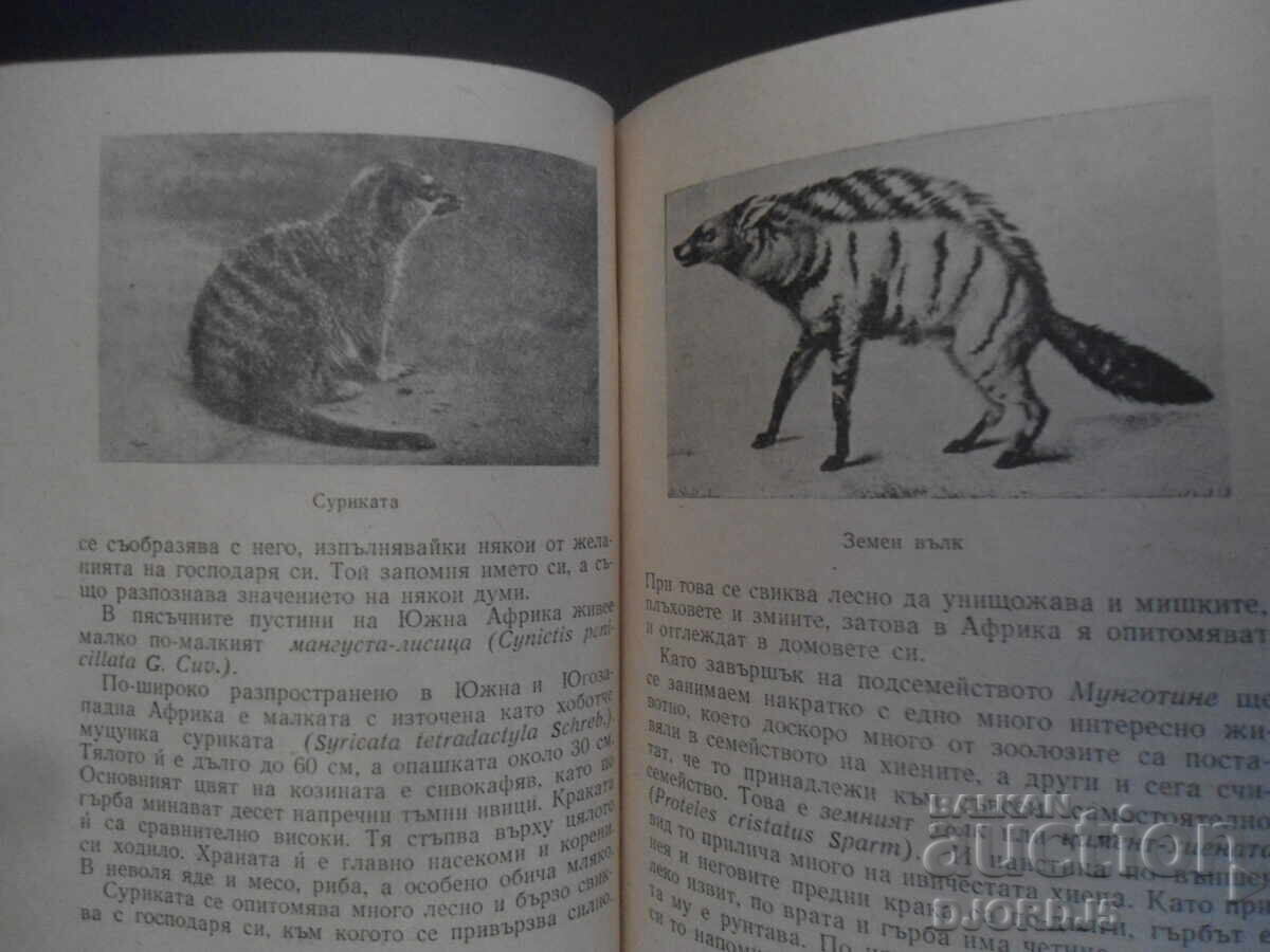 Predatory Animals, Dr. Krastyo Tuleshkov - 6