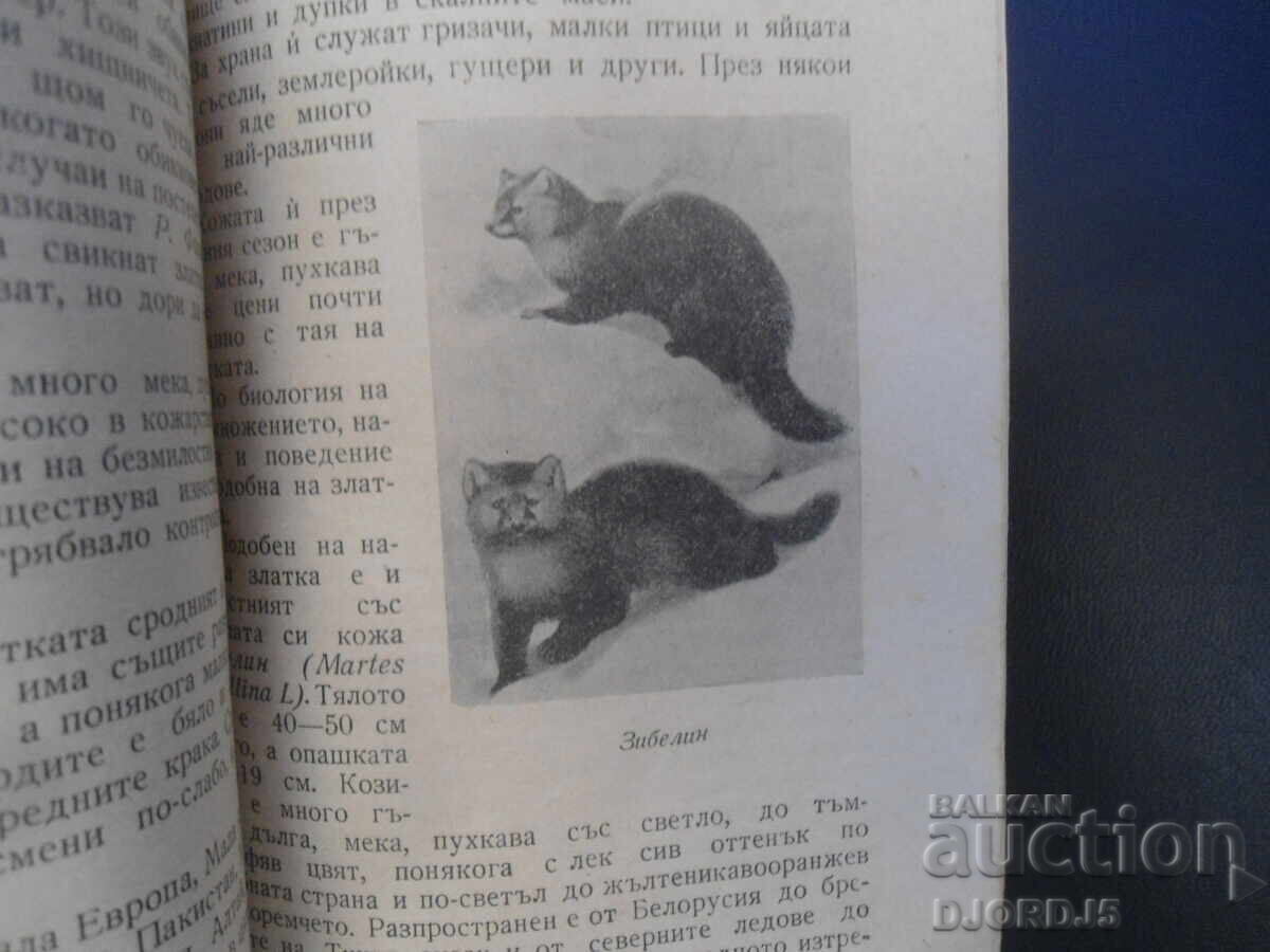 Θηρευτικά ζώα, Δρ. Κράστιου Τουλέσκωφ - 5