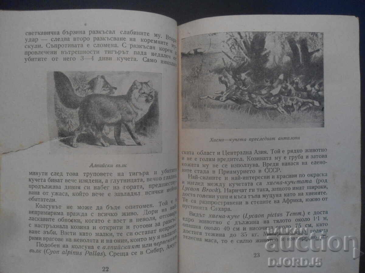 Θηρευτικά ζώα, Δρ. Κράστιου Τουλέσκωφ - 6
