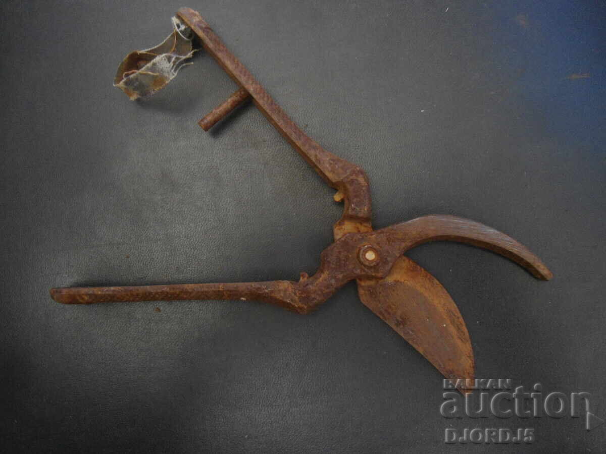 Auction  Old vine shears