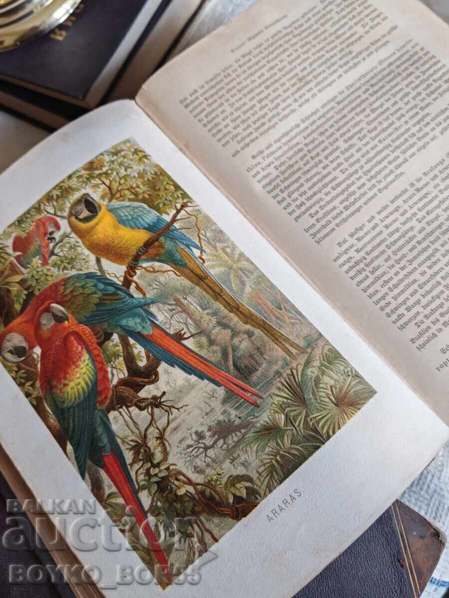 Antique German Book "The Life of Animals" by Brehm, 1887 with price 75.00 BGN | € 38.35