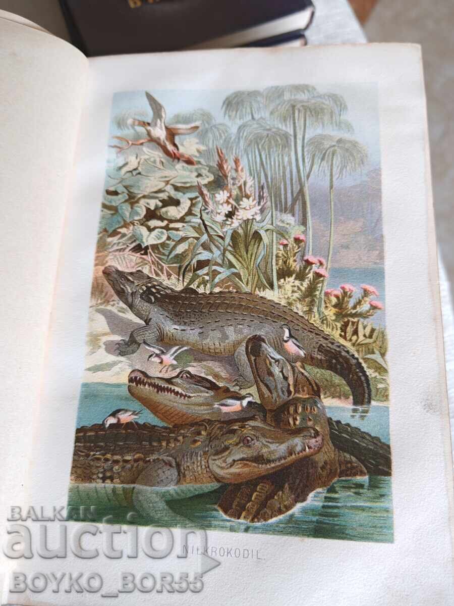 Antique German Book "The Life of Animals" by Brehm, 1887 - 5