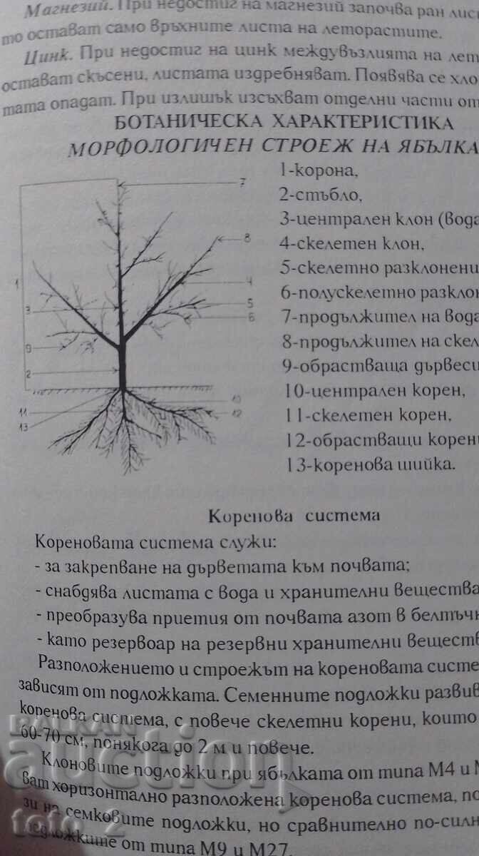Auction  Production of Apples - Vasil Malinov