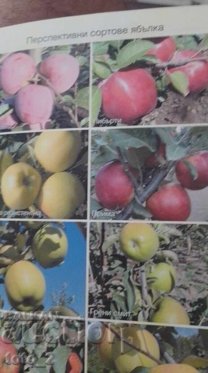 Livrarea PRODUCȚIE DE MERE - VASIL MALINOV Livrarea PRODUCȚIE DE MERE - VASIL MALINOV