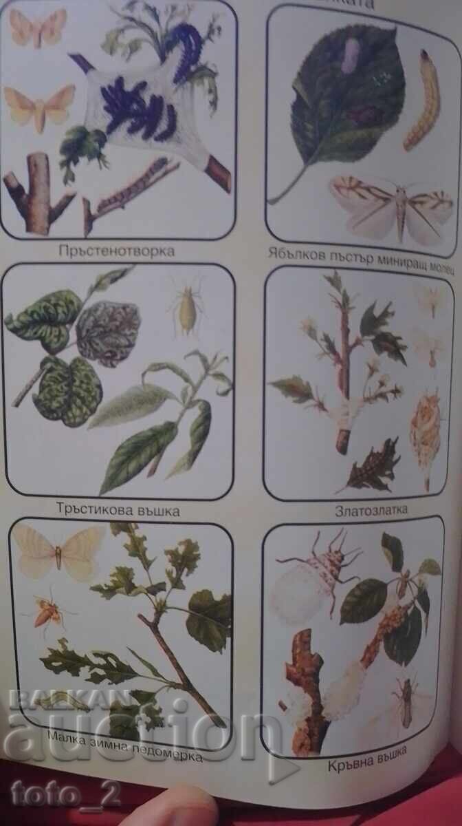 Production of Apples - Vasil Malinov - 5