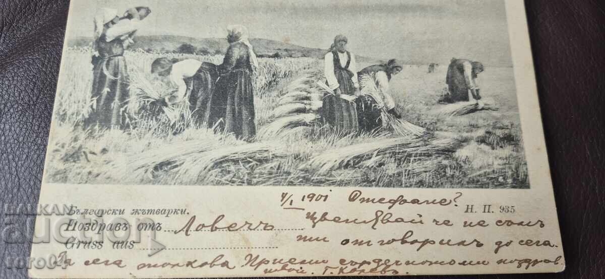 ΒΟΥΛΓΑΡΙΚΕΣ ΘΕΡΙΣΤΡΙΕΣ - ΦΟΡΕΣΙΕΣ - ΣΤΟΜΝΑ - 7 ΒΟΥΛΓΑΡΙΚΕΣ ΘΕΡΙΣΤΡΙΕΣ - ΦΟΡΕΣΙΕΣ - ΣΤΟΜΝΑ - 7