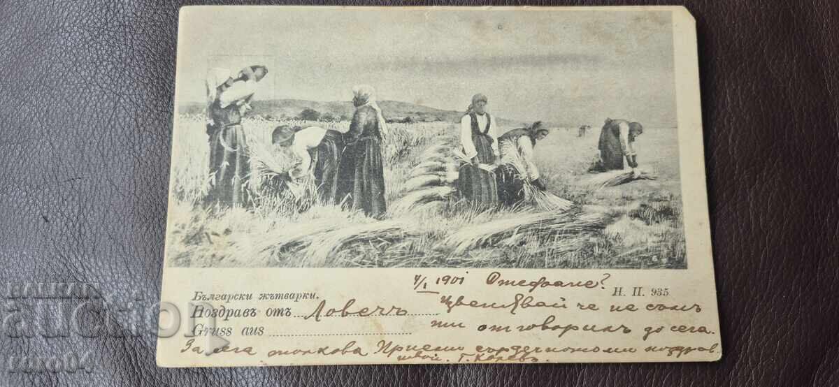 ΒΟΥΛΓΑΡΙΚΕΣ ΘΕΡΙΣΤΡΙΕΣ - ΦΟΡΕΣΙΕΣ - ΣΤΟΜΝΑ ΒΟΥΛΓΑΡΙΚΕΣ ΘΕΡΙΣΤΡΙΕΣ - ΦΟΡΕΣΙΕΣ - ΣΤΟΜΝΑ