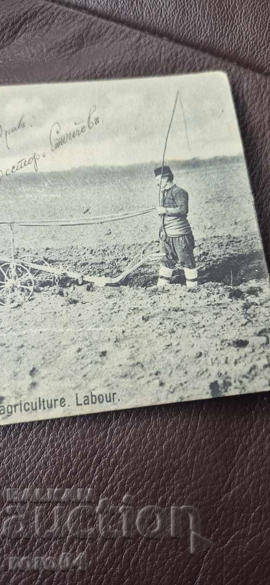 ΚΗΠΕΥΤΙΚΟ - ΑΓΡΟΤΙΚΟ ΣΧΟΛΕΙΟ - ΑΛΟΓΑ - ΑΓΕΛΑΔΕΣ - ΦΟΡΕΣΙΑ - 5