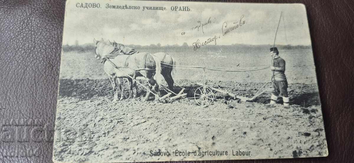 SADOVO - ȘCOALĂ AGRICOLĂ - ARAT - CAI - PORT POPULAR