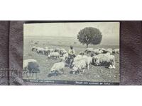 SOFIA - OPERATOR DE UNITATE BIOLOGICĂ