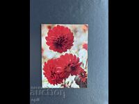 Old Postcard Greeting - Bulgaria 1981