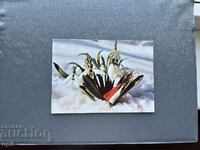 Παλιά Ευχετήρια Κάρτα - Βουλγαρία