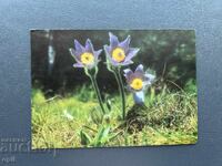 Old Postcard Greeting - Bulgaria 1977