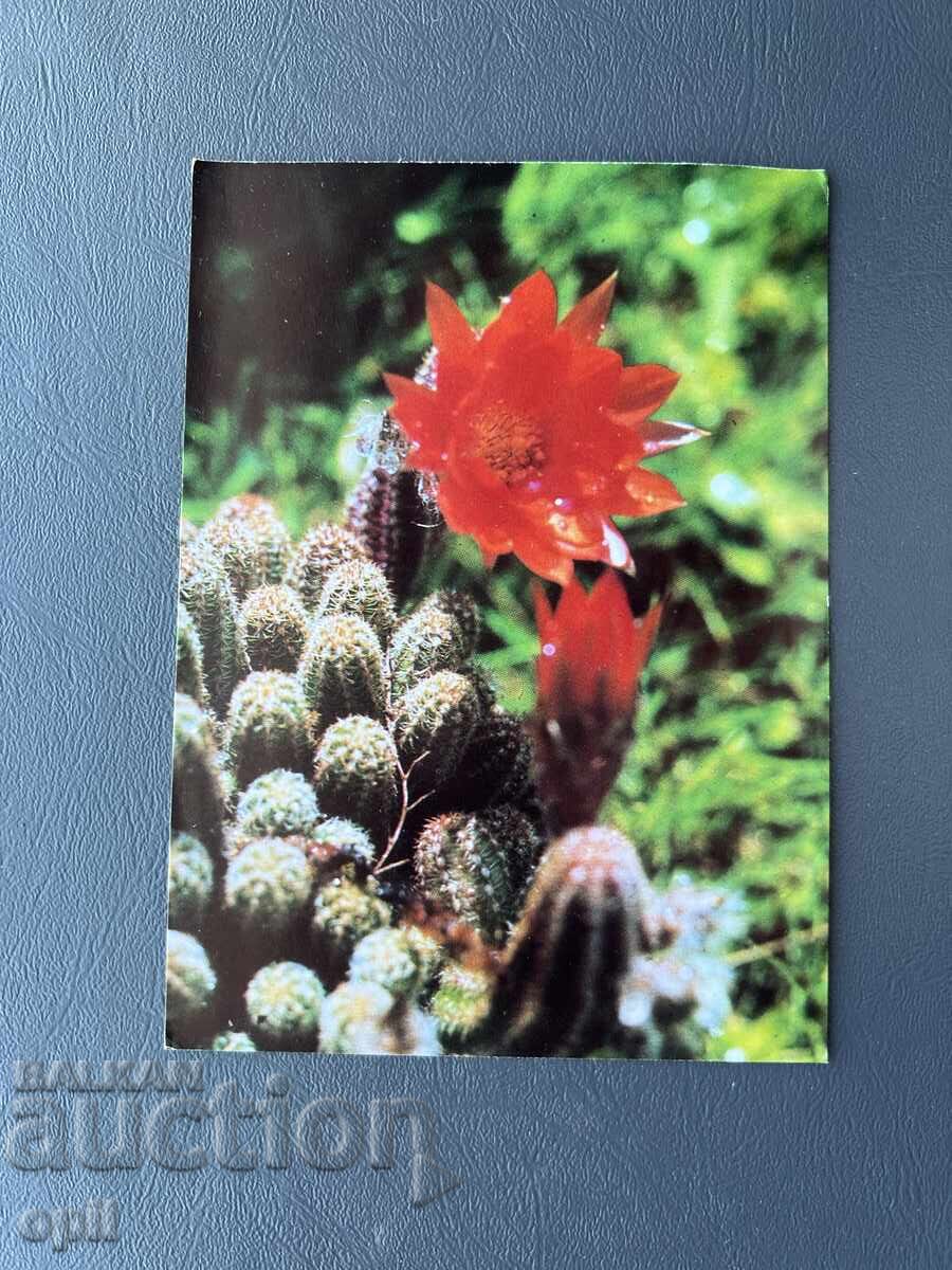 Carte poștală veche de felicitare - Bulgaria