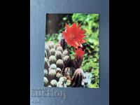 Old Postcard - Greeting Card - Bulgaria