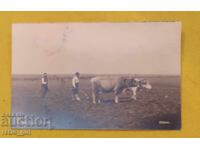 Fotografie veche, carte poștală.