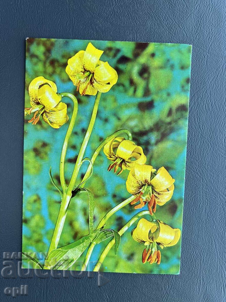 Old Postcard - Greeting Card - Bulgaria Old Postcard - Greeting Card - Bulgaria