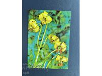 Old Postcard - Greeting Card - Bulgaria