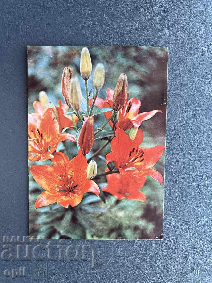 Old Postcard - Greeting Card - Bulgaria Old Postcard - Greeting Card - Bulgaria