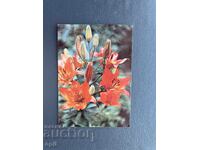 Old Postcard - Greeting Card - Bulgaria