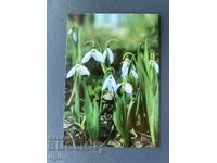 Παλιά Ευχετήρια Κάρτα - Βουλγαρία