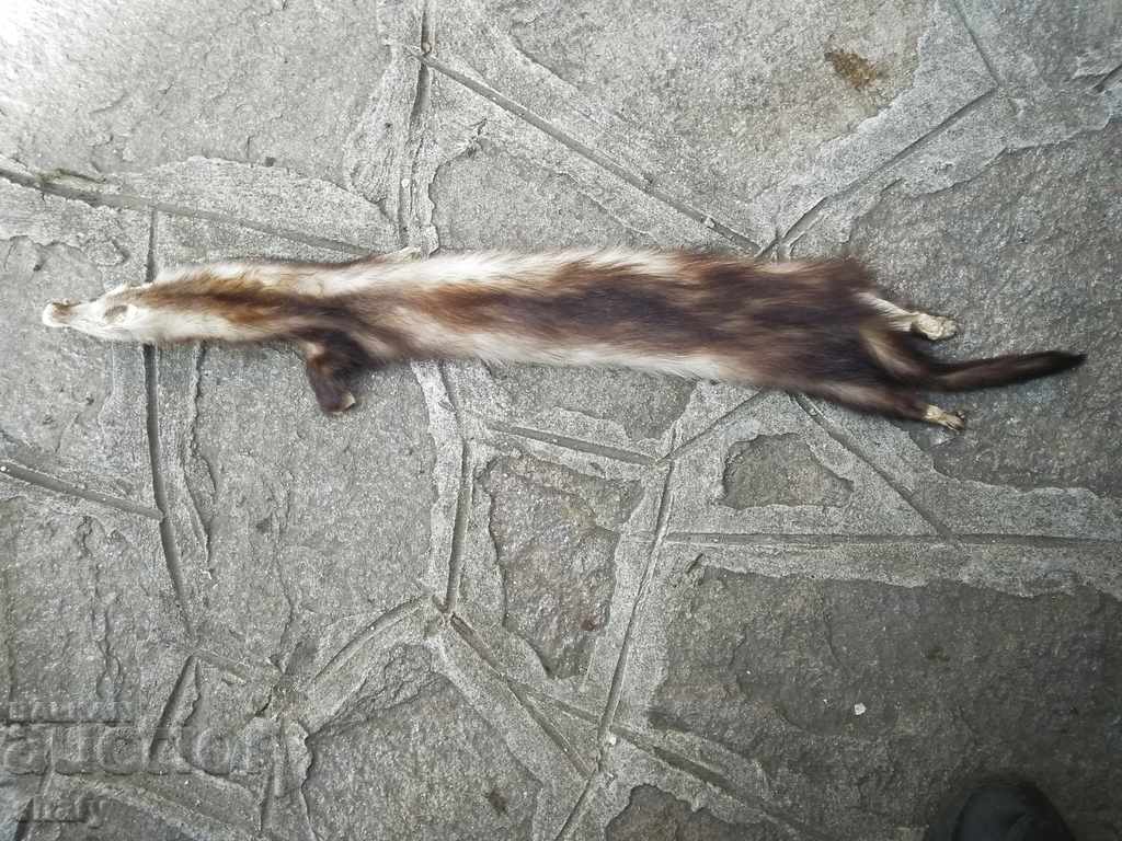 Τρόπαιο δέρμα από μικρό θηρευτή - 7