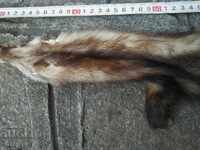 Τρόπαιο δέρμα από μικρό θηρευτή