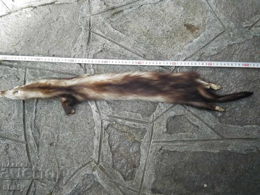 Δημοπρασία Τρόπαιο δέρμα από μικρό θηρευτή