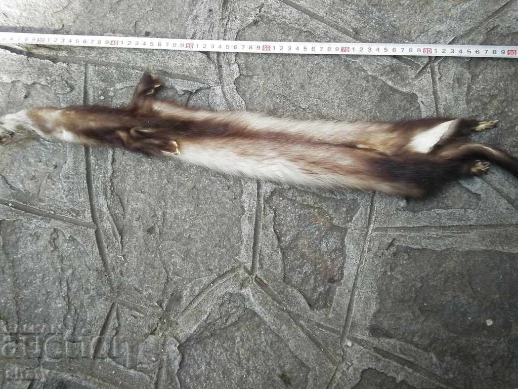 Παράδοση Τρόπαιο δέρμα από μικρό θηρευτή