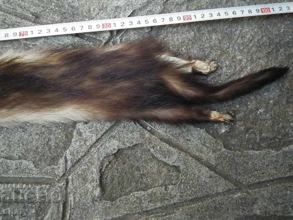 Τρόπαιο δέρμα από μικρό θηρευτή - 5