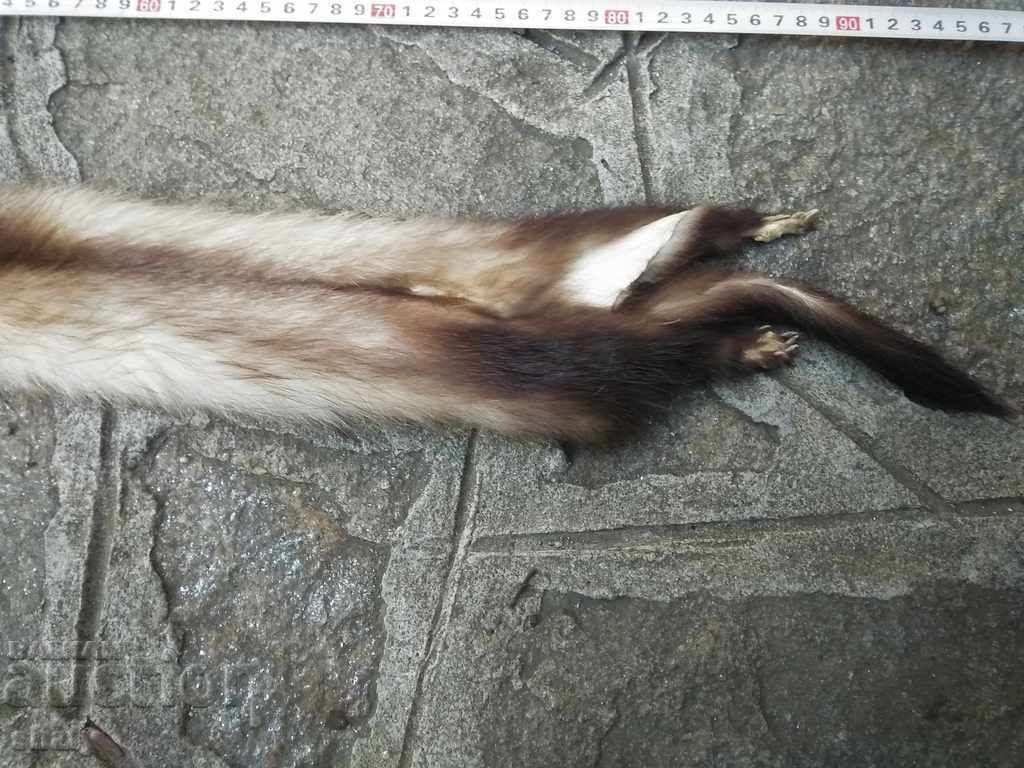 Τρόπαιο δέρμα από μικρό θηρευτή - 6