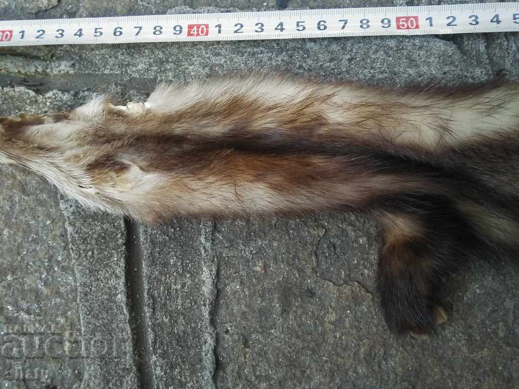 Τρόπαιο δέρμα από μικρό θηρευτή