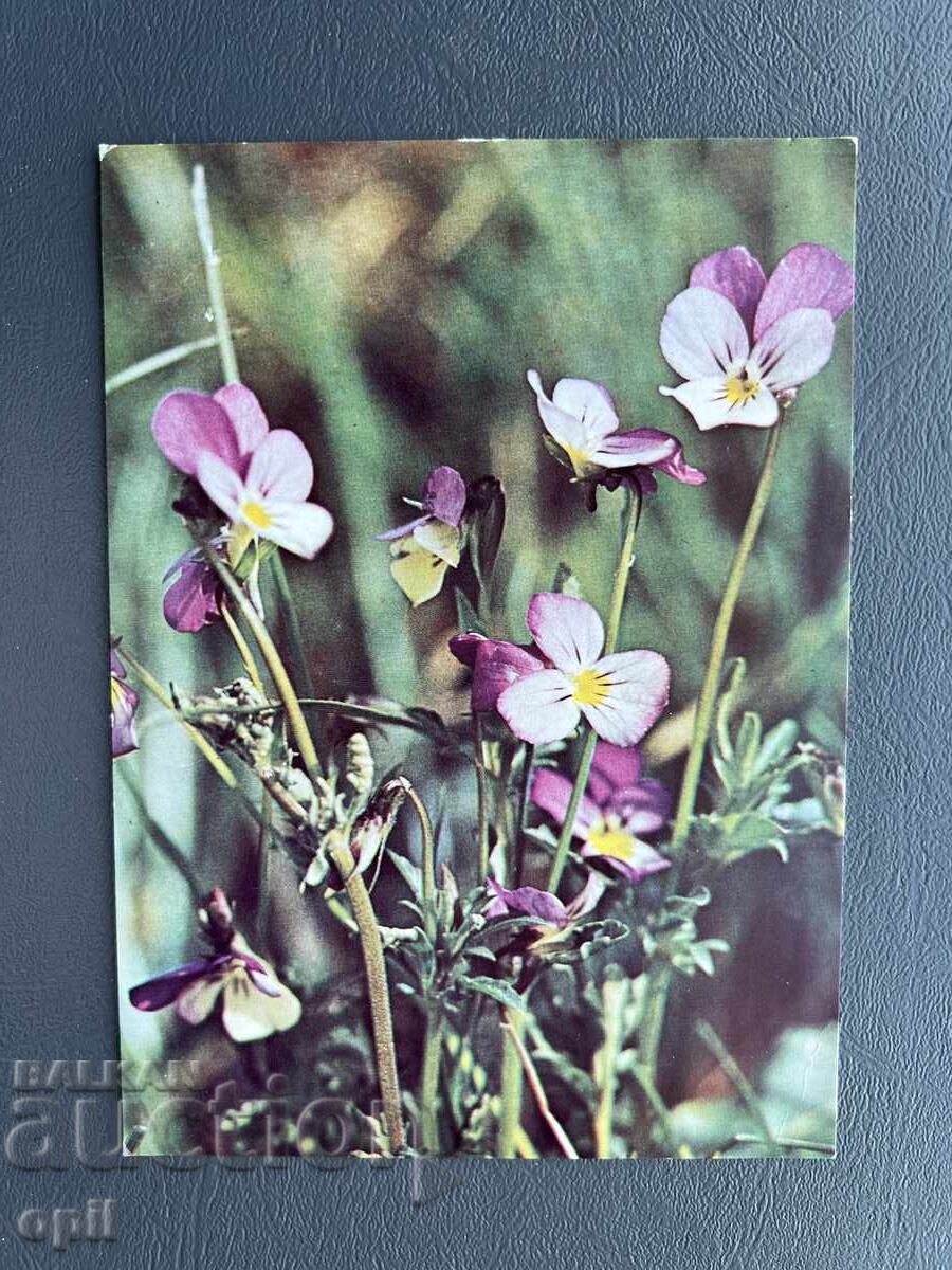 Old Postcard - Greeting Card - Bulgaria Old Postcard - Greeting Card - Bulgaria