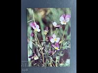 Old Postcard - Greeting Card - Bulgaria