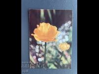 Old Postcard - Greeting Card - Bulgaria