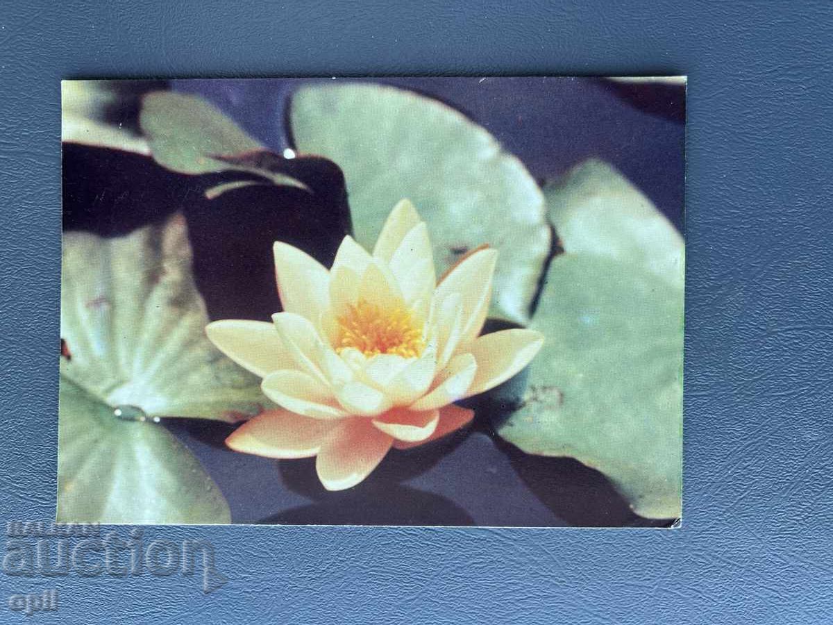 Παλιά Ευχετήρια Κάρτα - Βουλγαρία 1980