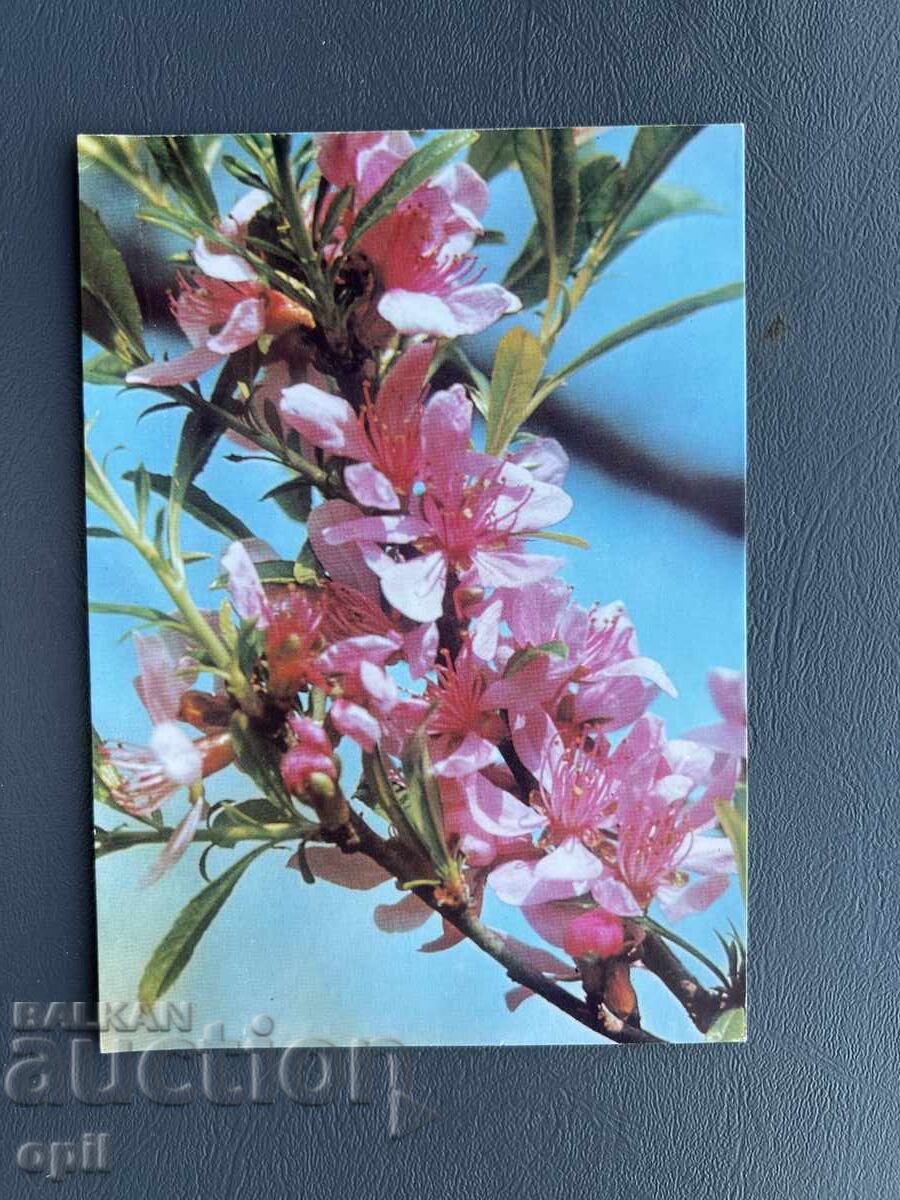 Old Postcard - Greeting Card - Bulgaria Old Postcard - Greeting Card - Bulgaria