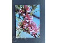 Old Postcard - Greeting Card - Bulgaria