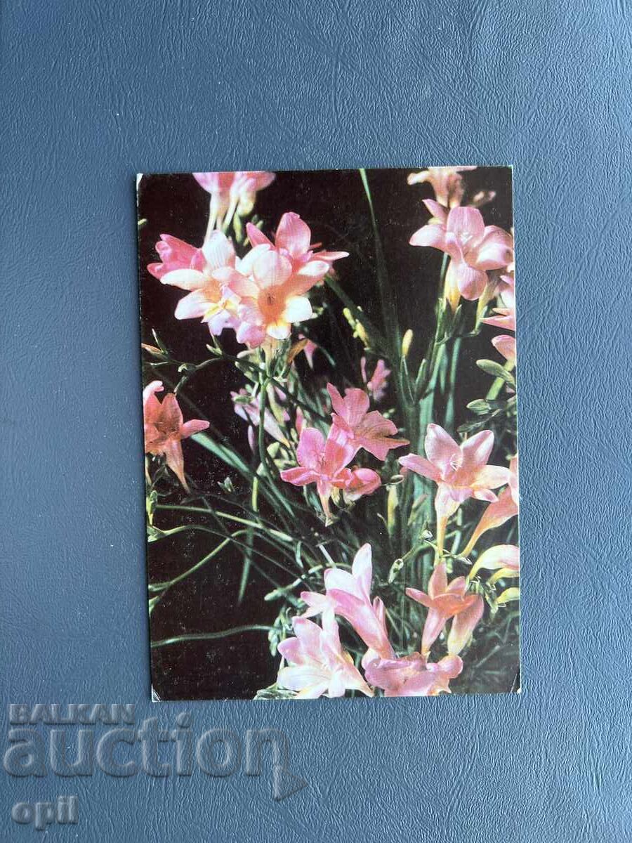 Old Postcard - Greeting Card - Bulgaria Old Postcard - Greeting Card - Bulgaria