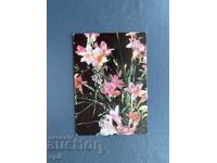 Old Postcard - Greeting Card - Bulgaria