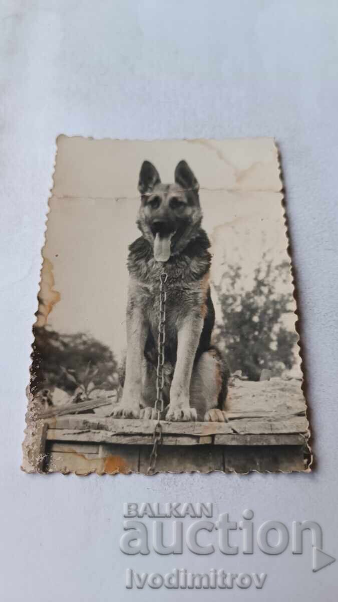 Photo Wolf dog breed