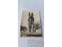 Φωτογραφία Λύκος ράτσας σκύλου