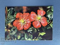 Стара Картичка  Поздравителна  - България