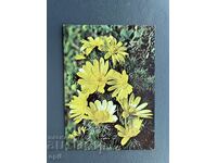 Стара Картичка  Поздравителна  - България