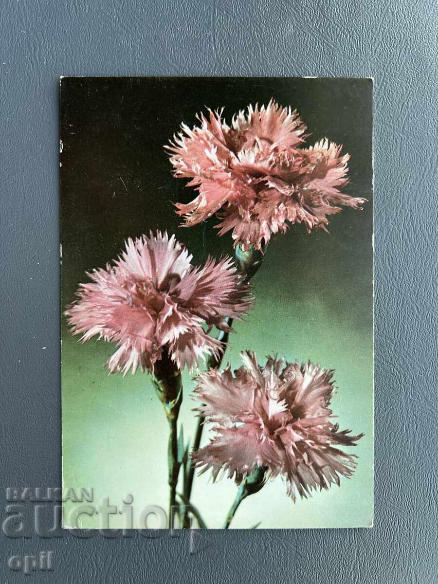 Old Postcard - Greeting Card - Bulgaria Old Postcard - Greeting Card - Bulgaria