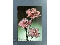 Old Postcard - Greeting Card - Bulgaria