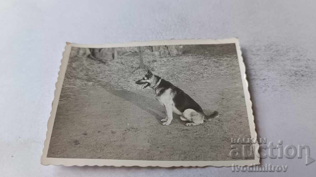 Φωτογραφία Λύκος ράτσας σκύλου Φωτογραφία Λύκος ράτσας σκύλου