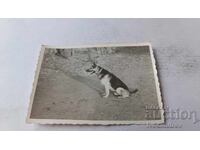 Φωτογραφία Λύκος ράτσας σκύλου